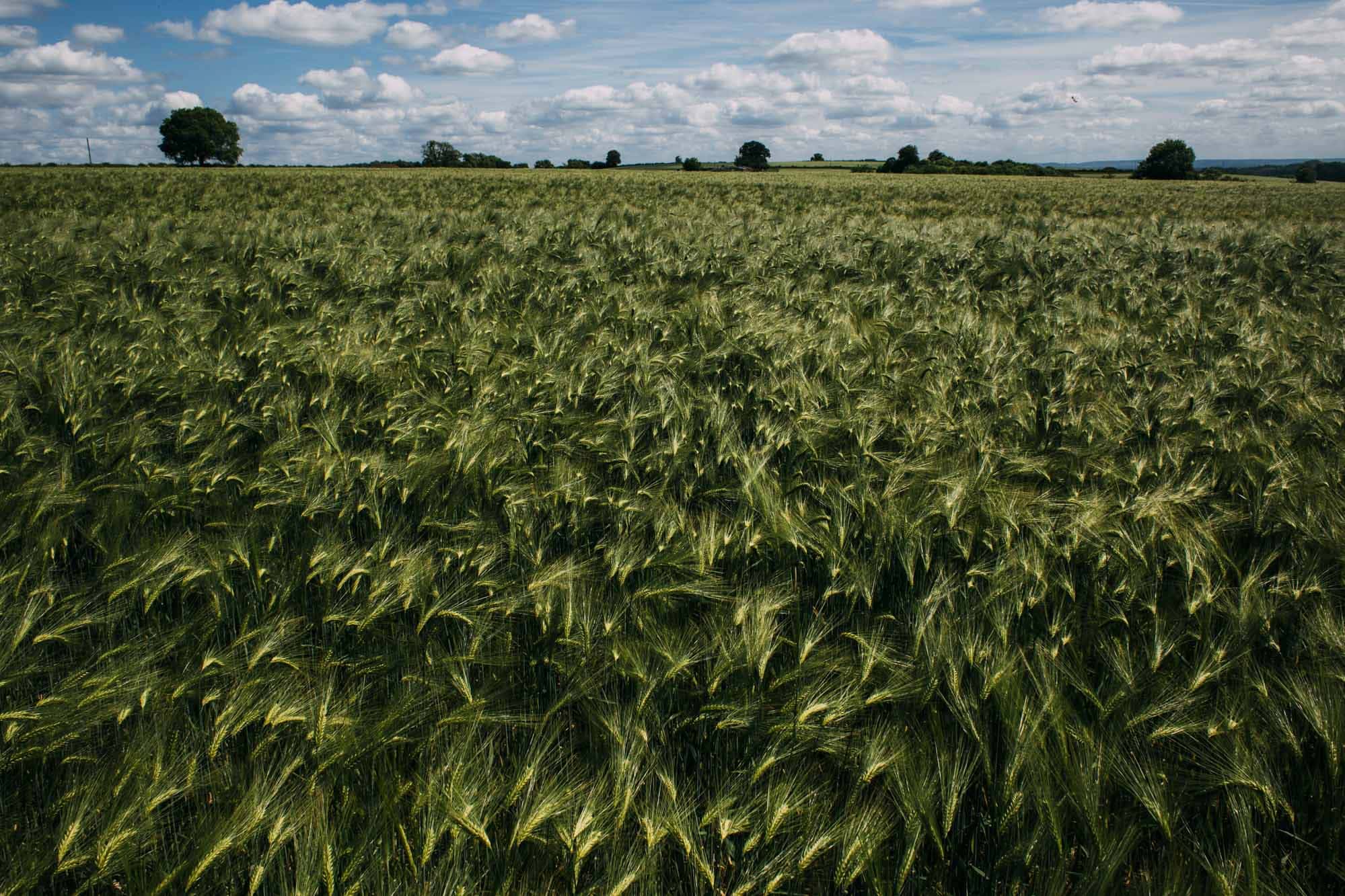 corn fields in buckinghamshire