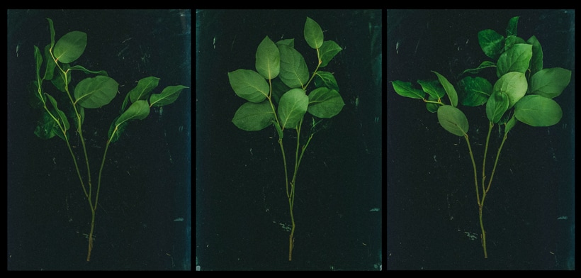 triptych of leaves